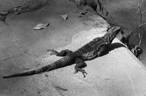 iguana yelapa 2014