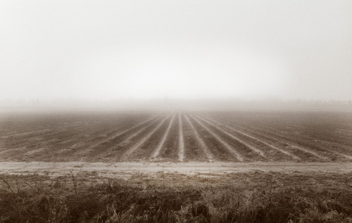 strawberry field fog 2.14